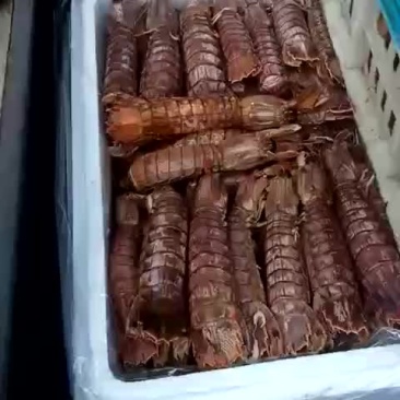 爬虾