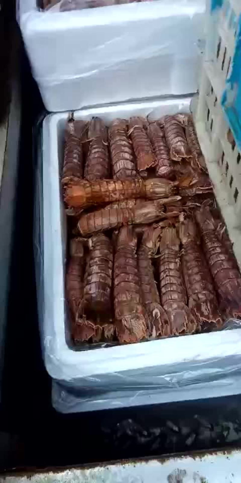 爬虾