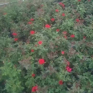 卡罗拉红玫瑰花苗带花苞花卉观花绿植物阳台盆栽大花浓香月季