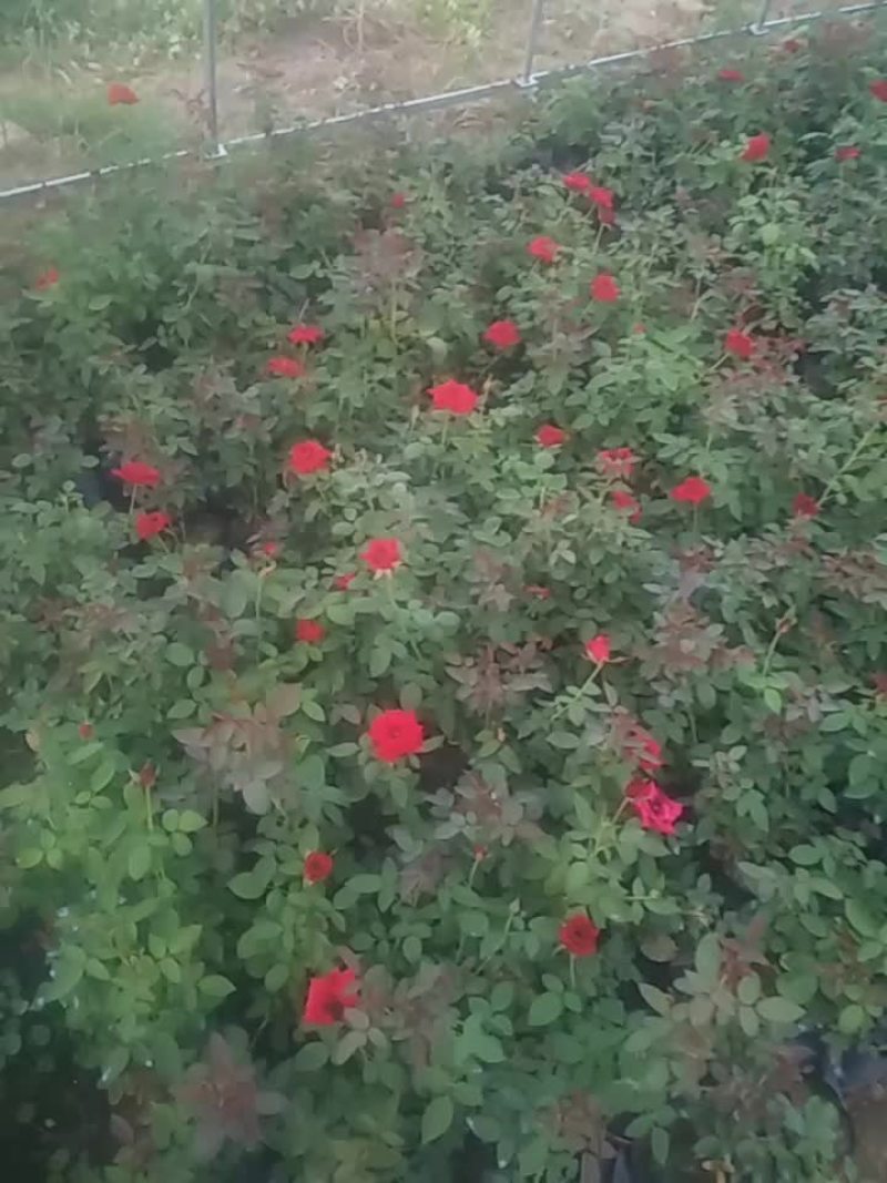 卡罗拉红玫瑰花苗带花苞花卉观花绿植物阳台盆栽大花浓香月季