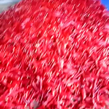 精品金塔5-10红微辣