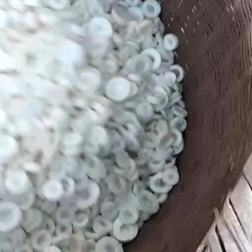 通草