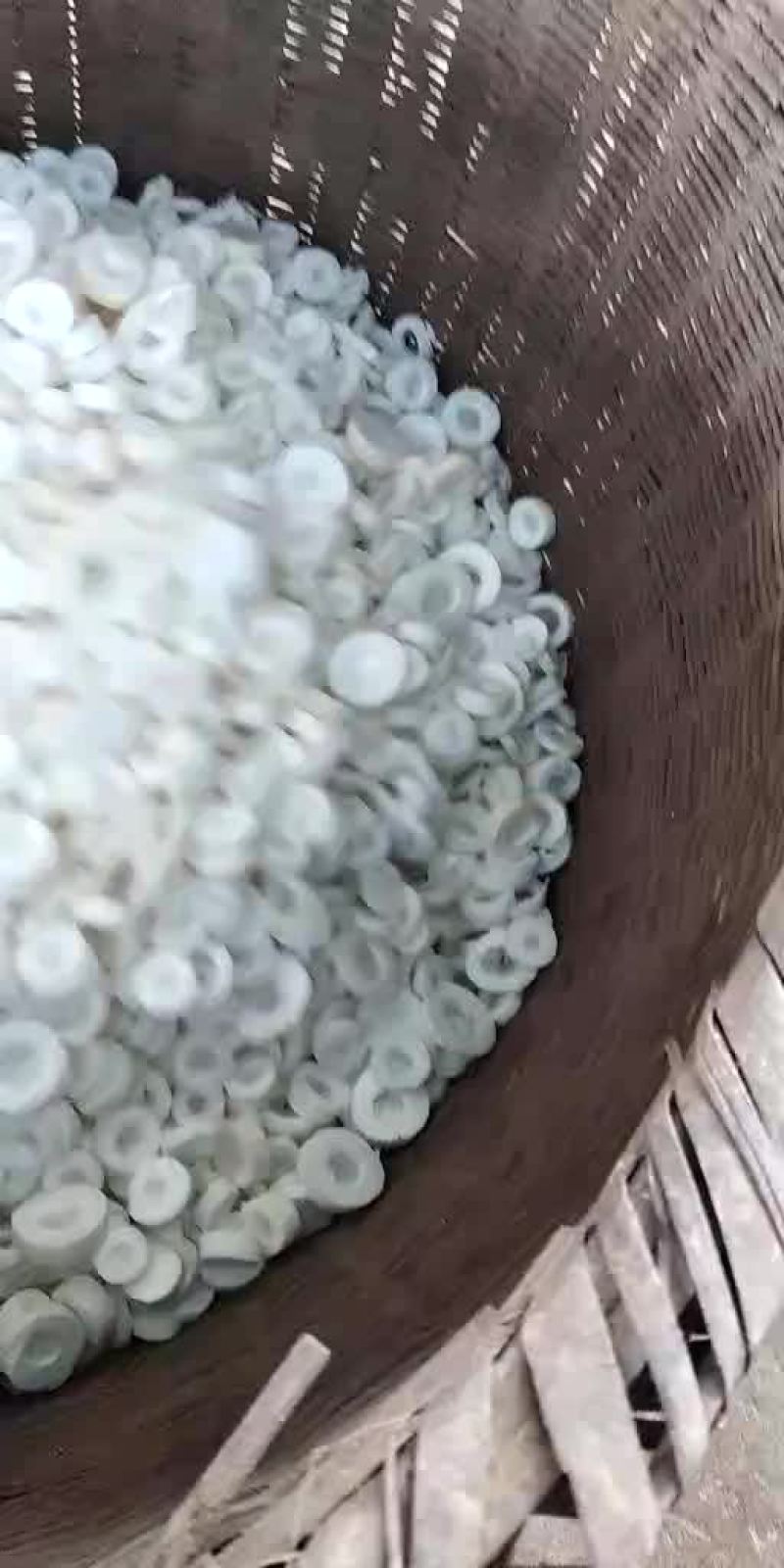 通草