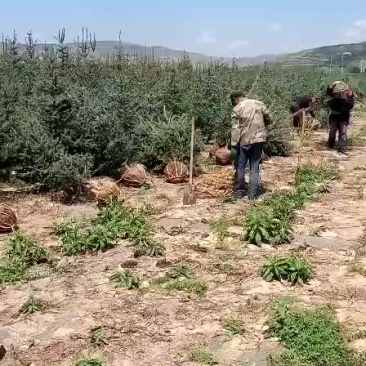 两米云杉，精品两米云杉