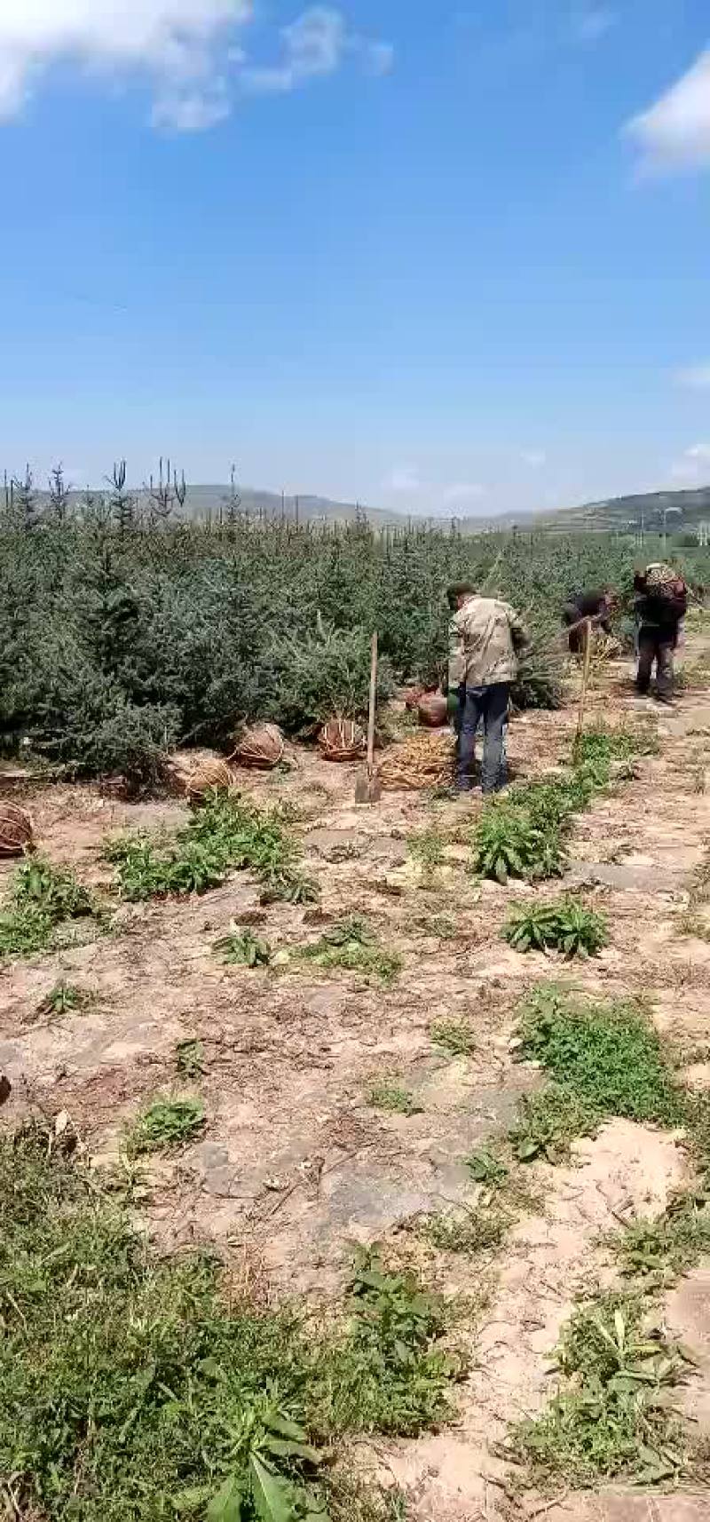 两米云杉，精品两米云杉