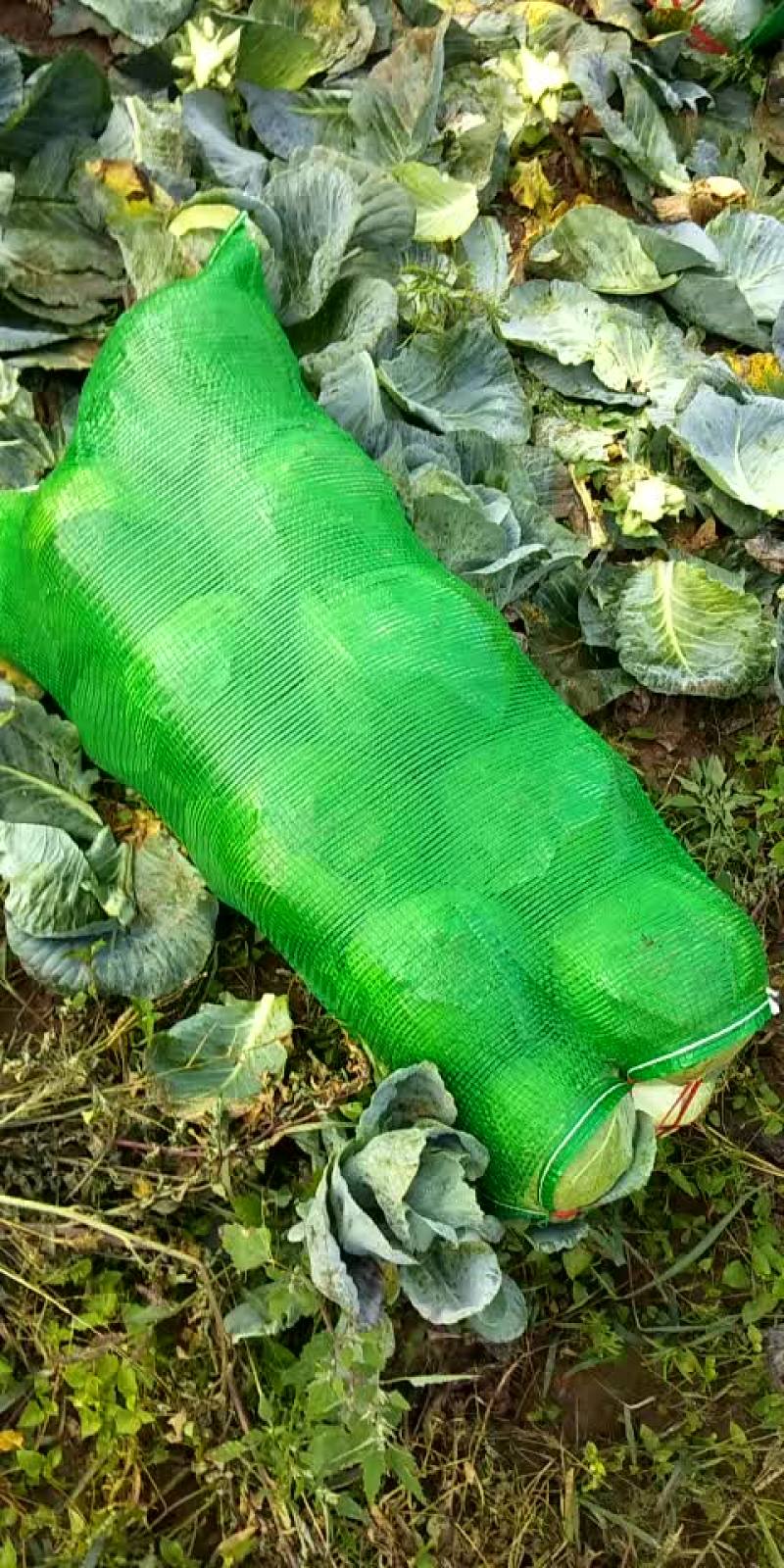 包菜，铁头
