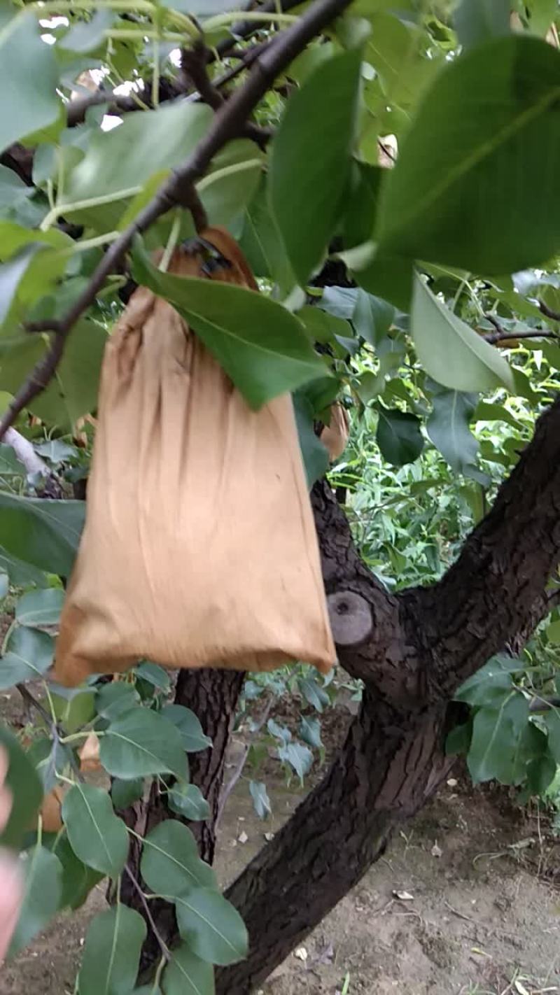 香蕉梨纸袋