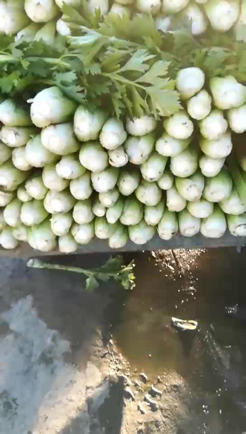 西芹