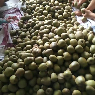 苍溪土特产红心猕猴桃口感好
