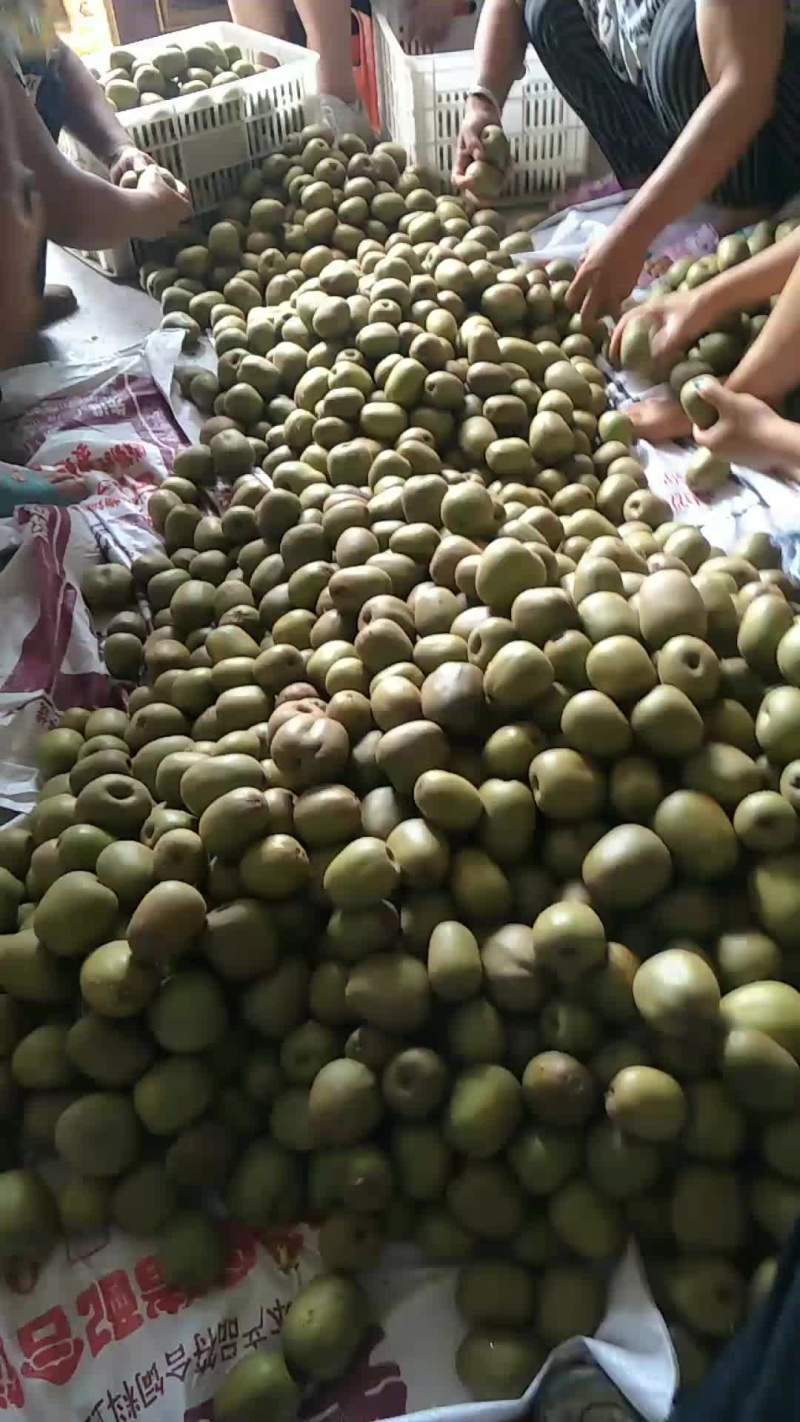 苍溪土特产红心猕猴桃口感好
