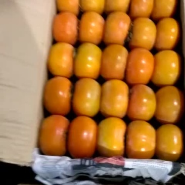 柿子类