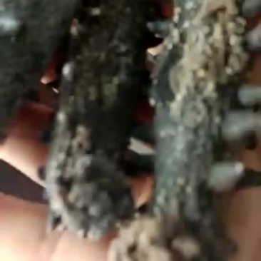 淡干海参，60头一斤，质量有保障，