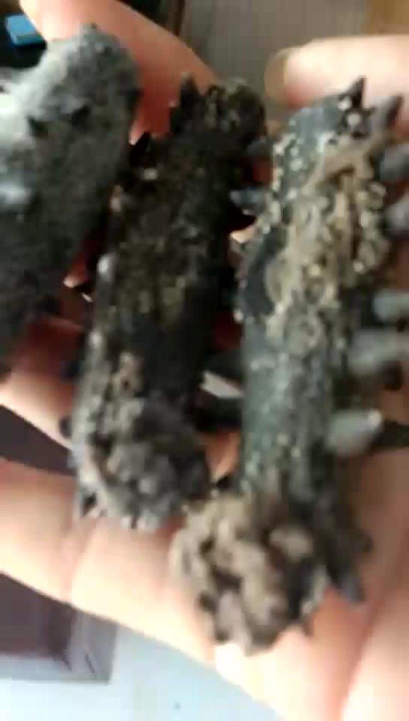 淡干海参，60头一斤，质量有保障，