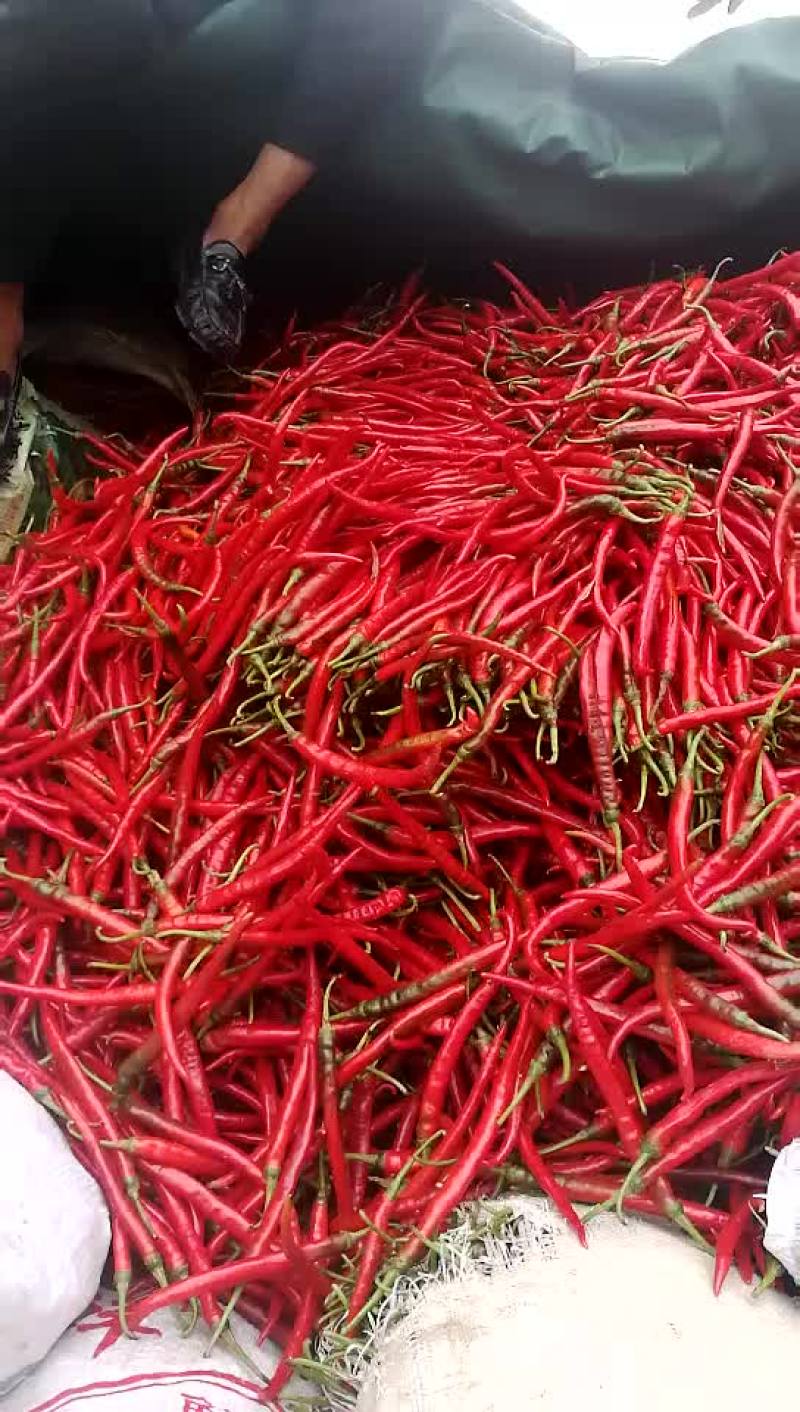 红辣椒线椒