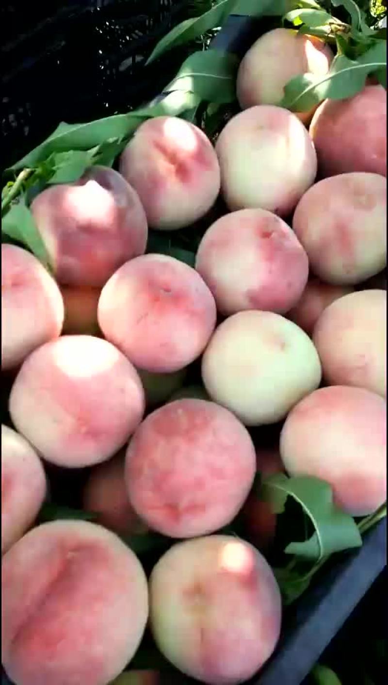 不套袋绿化九最后几天要的抓紧