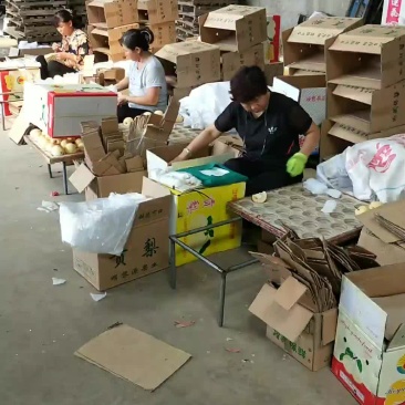 优质冷库酥梨