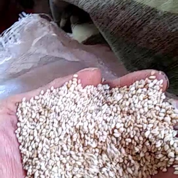 本地白芝麻九朝古都洛阳特产。
