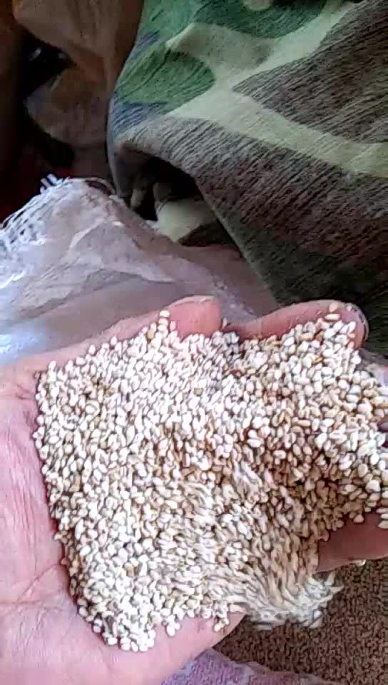 本地白芝麻九朝古都洛阳特产。