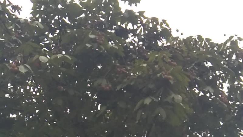 需要梭罗果的老板，请私聊，野生梭罗果，