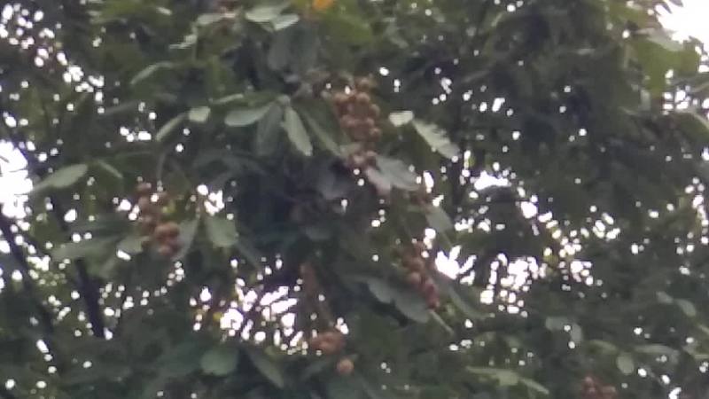 需要梭罗果的老板，请私聊，野生梭罗果，