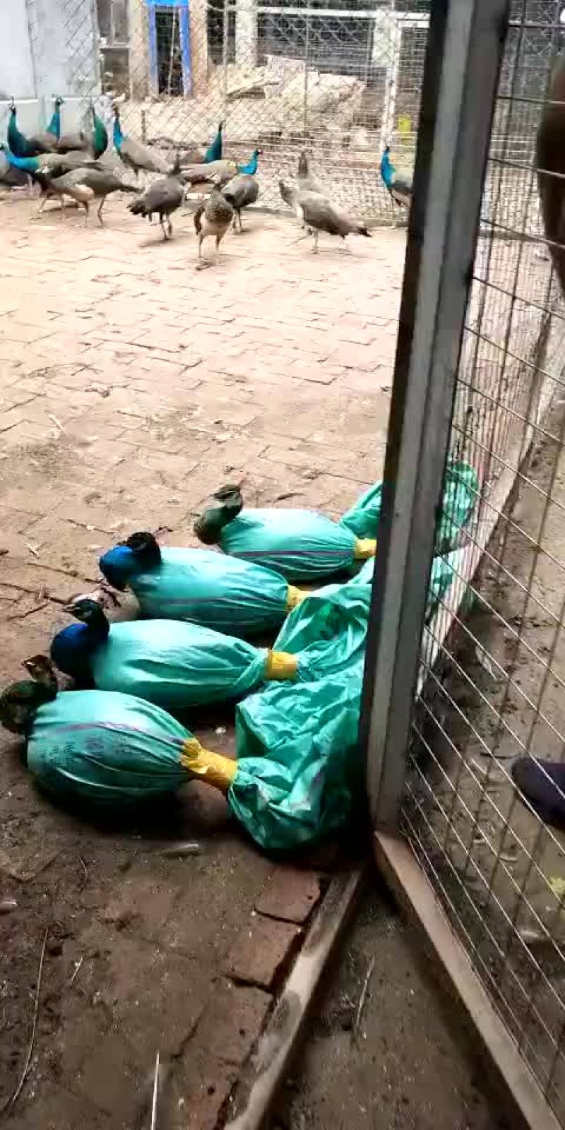 珍禽养殖