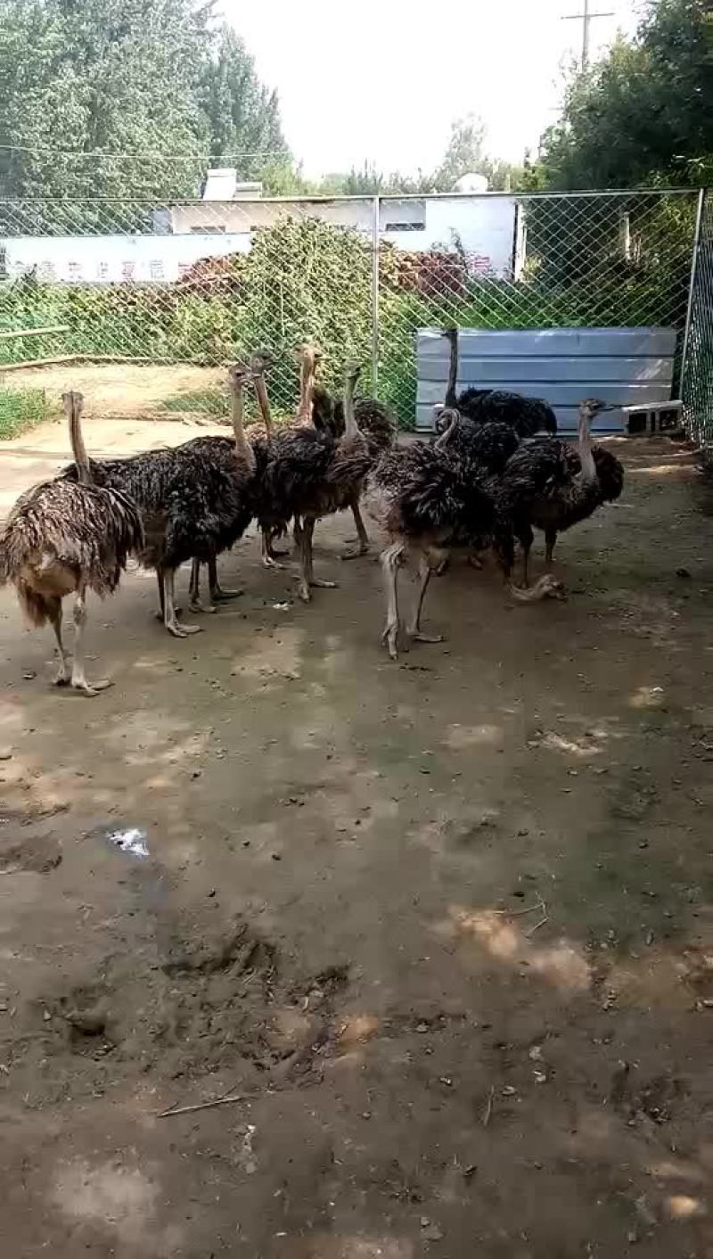 珍禽养殖
