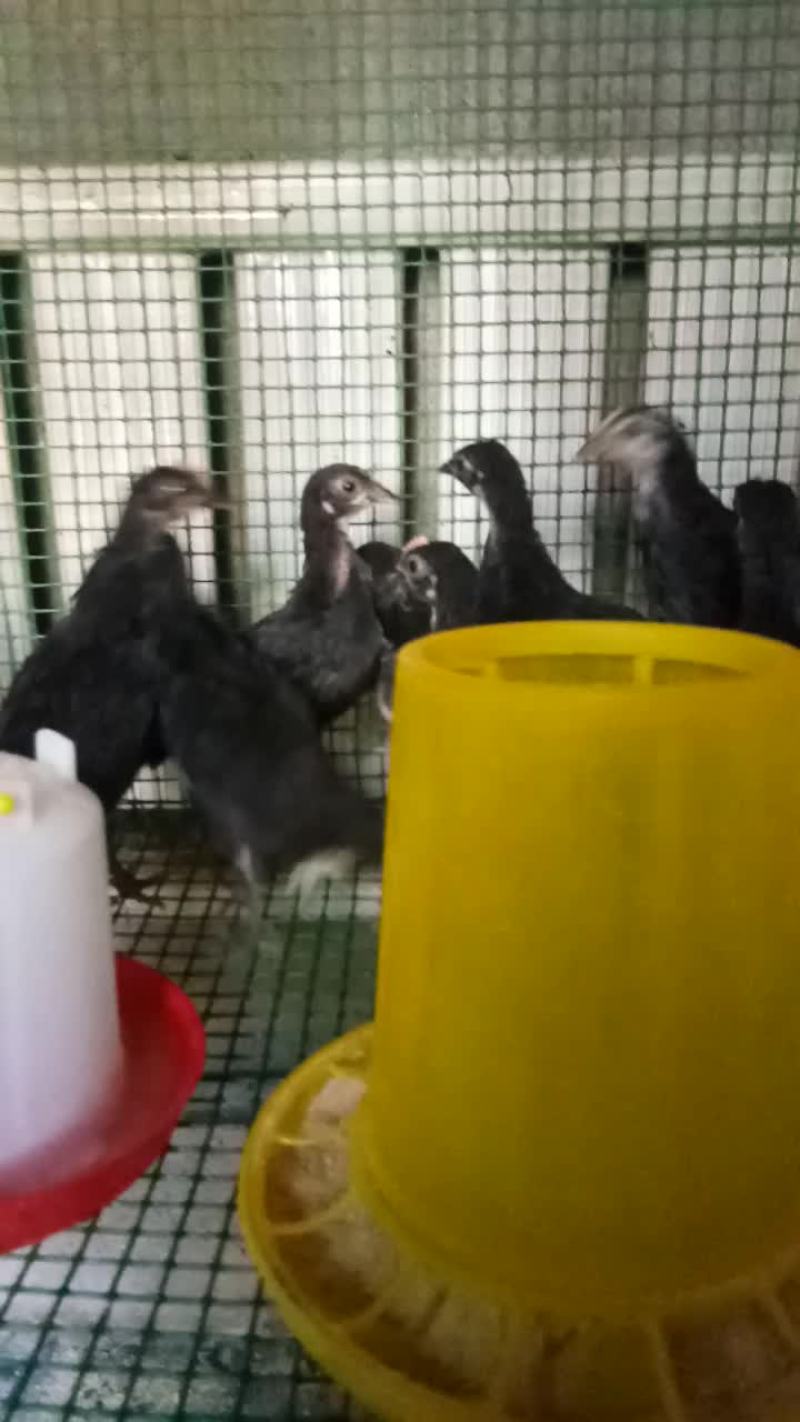 珍禽养殖