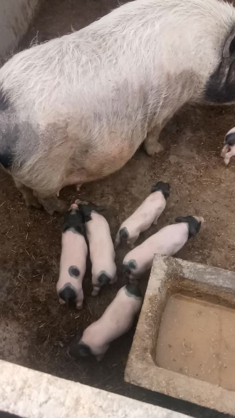 珍禽养殖