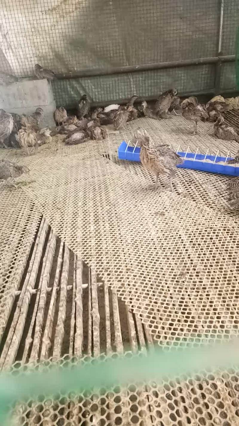 珍禽养殖