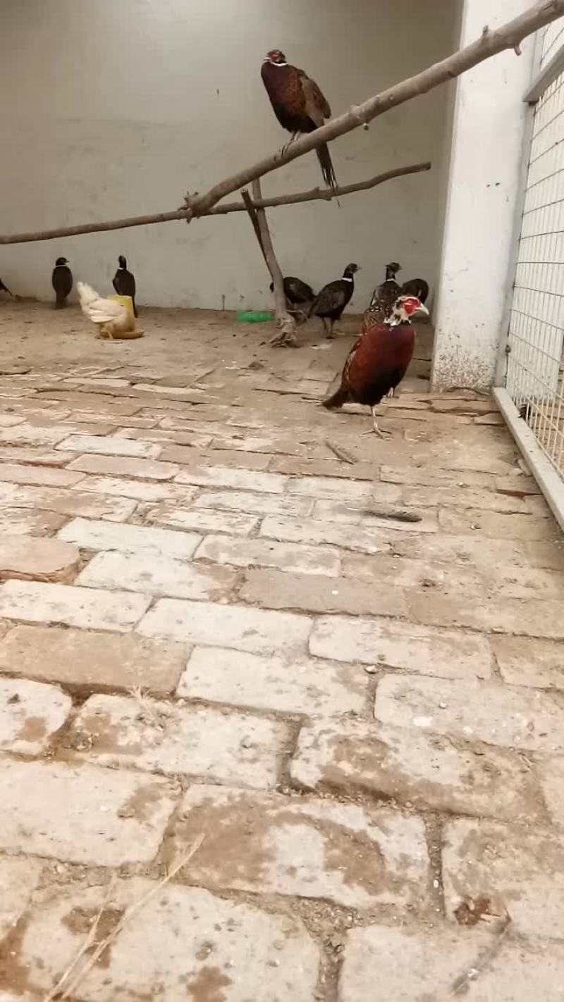 珍禽养殖