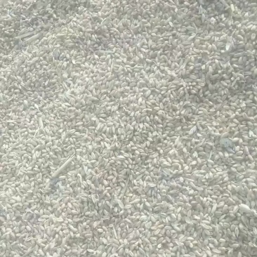 出售小麦