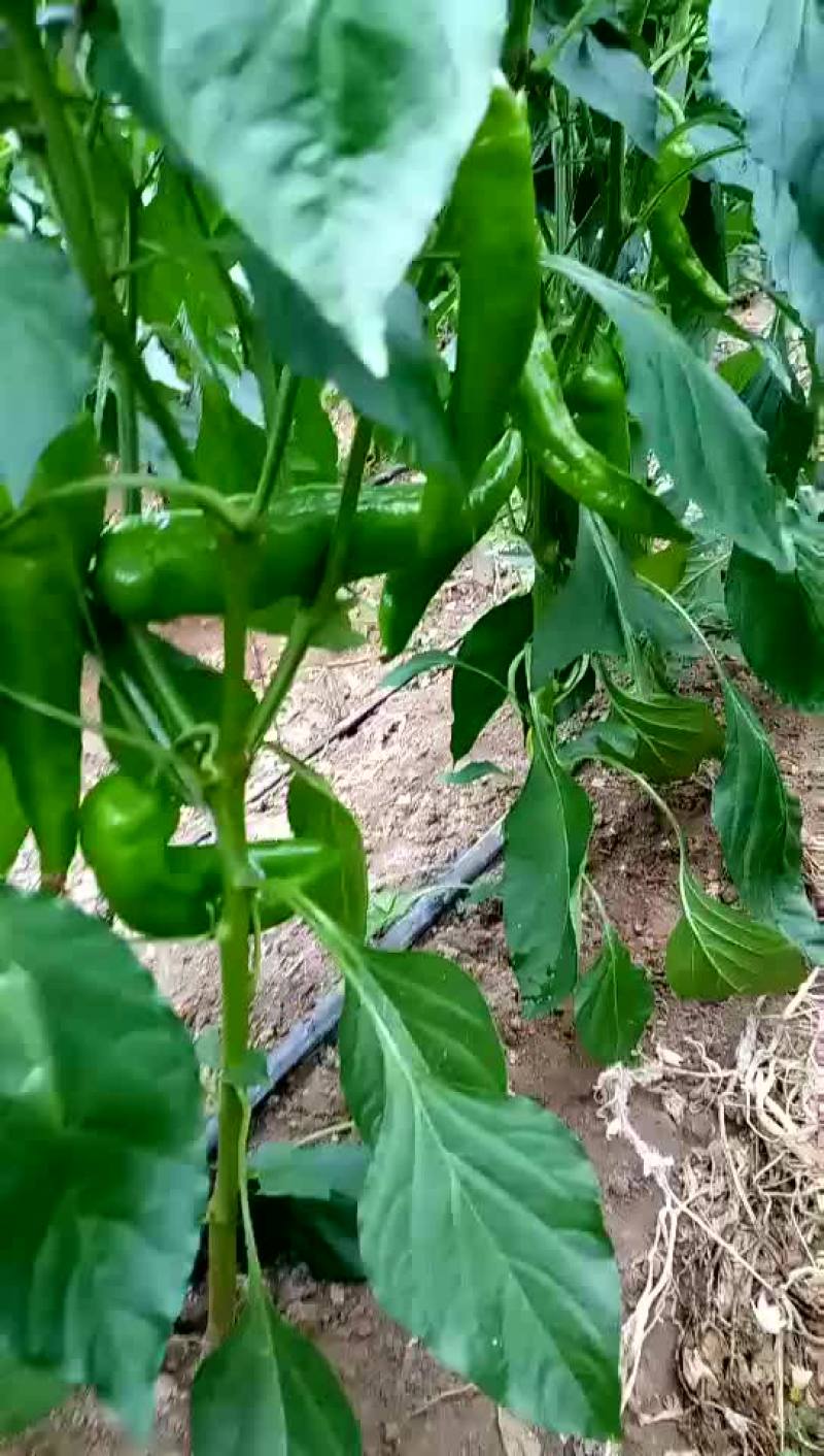 辽宁凌海大棚尖椒大量走货