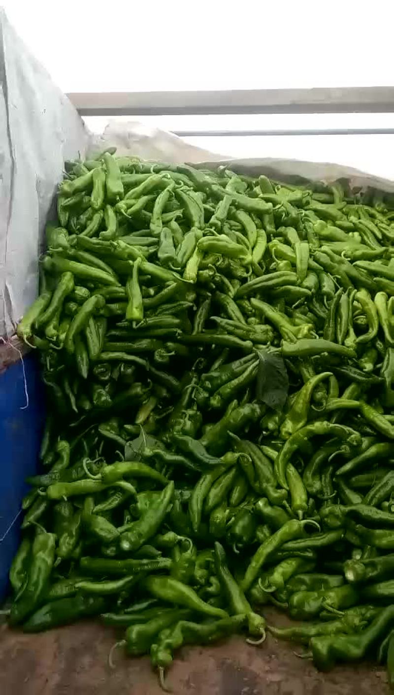 辽宁凌海大棚尖椒大量走货
