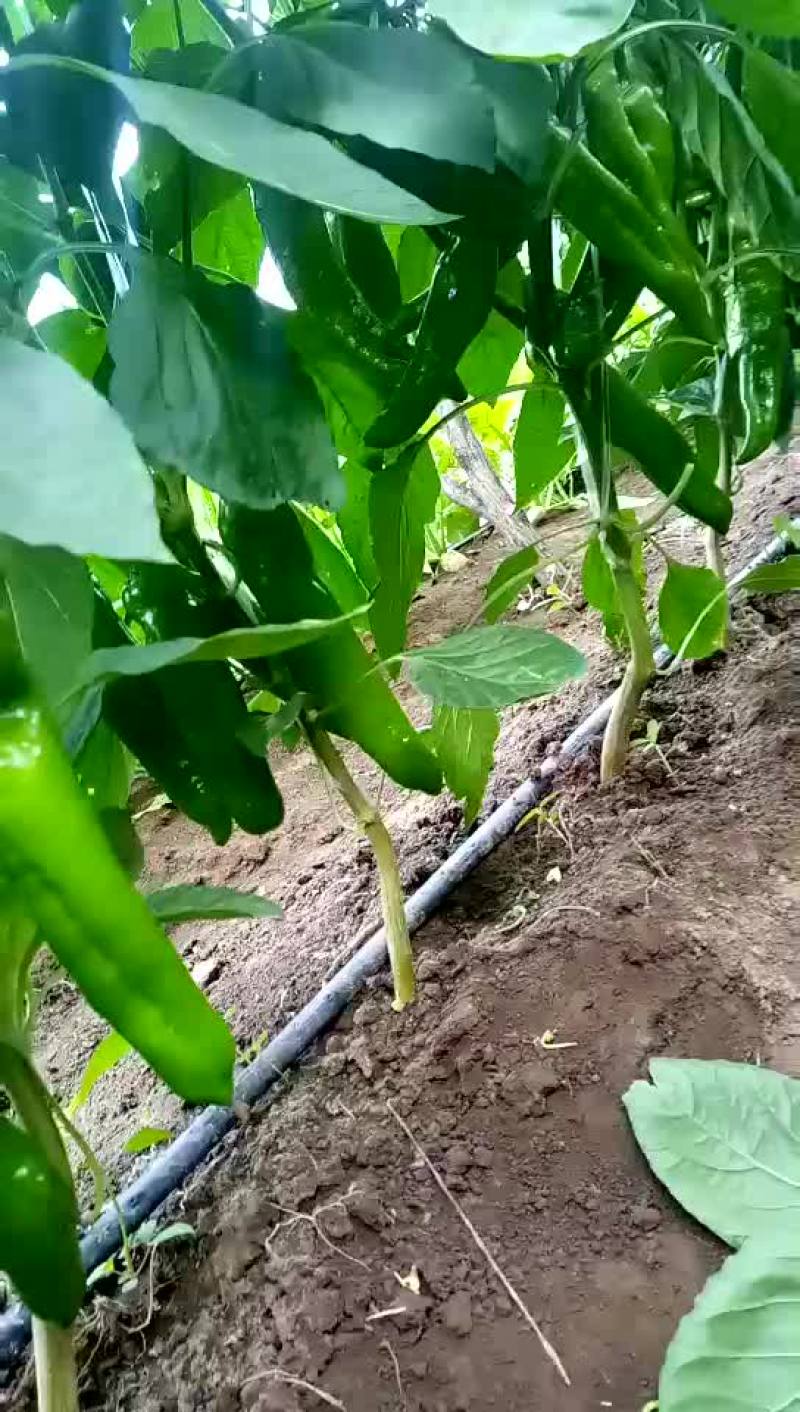 辽宁凌海大棚尖椒大量走货