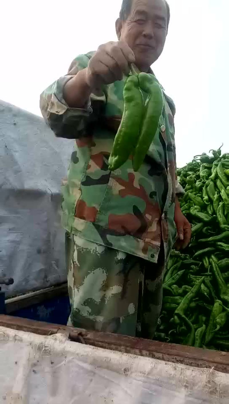辽宁凌海大棚尖椒大量走货