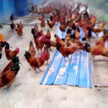 散养五谷杂粮六个月以上土鸡