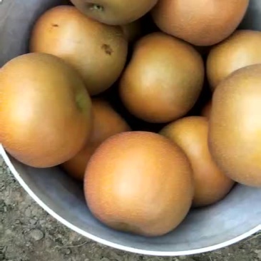 晚秋黄梨，水分高，甘甜，清脆