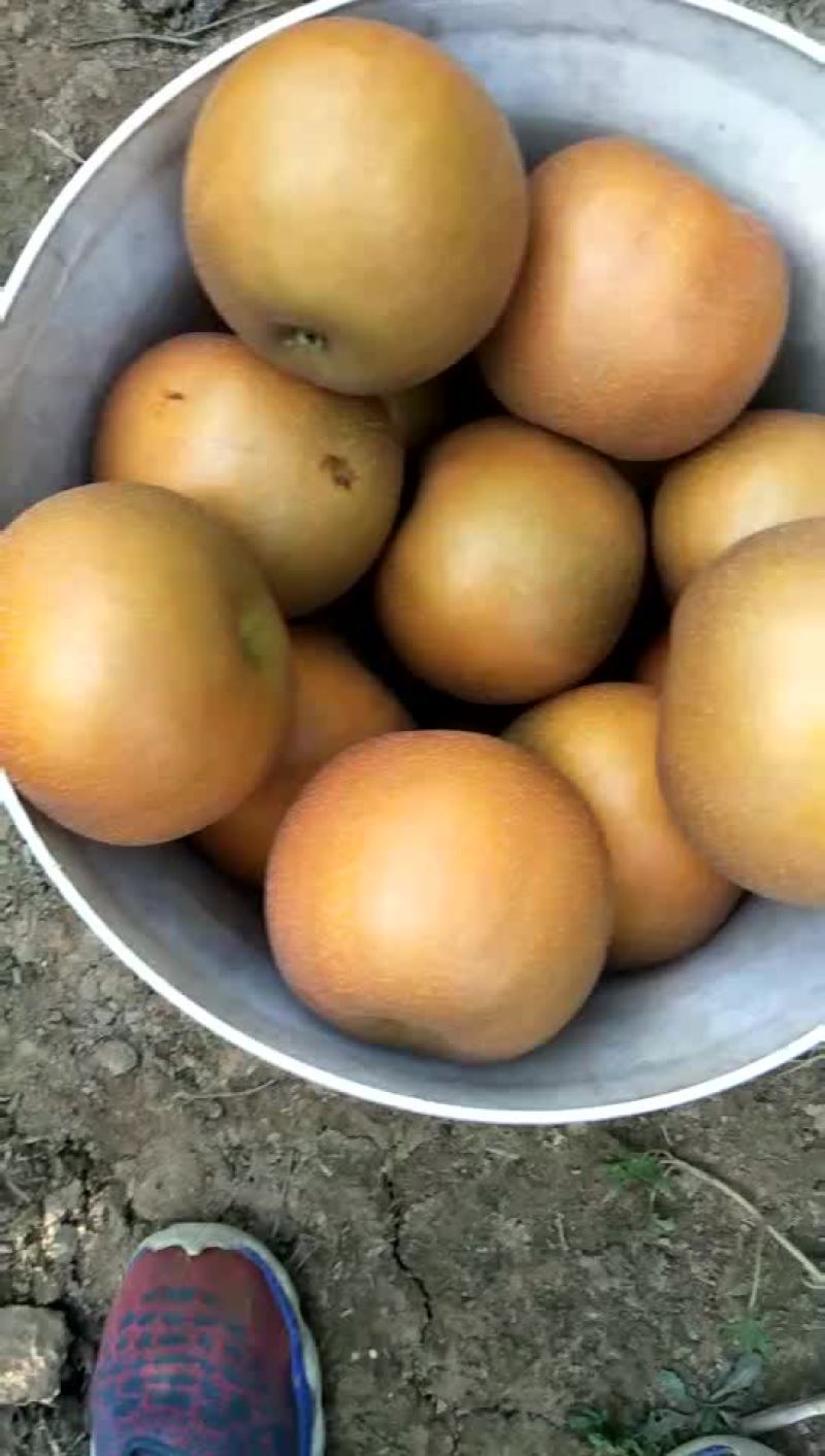 晚秋黄梨，水分高，甘甜，清脆