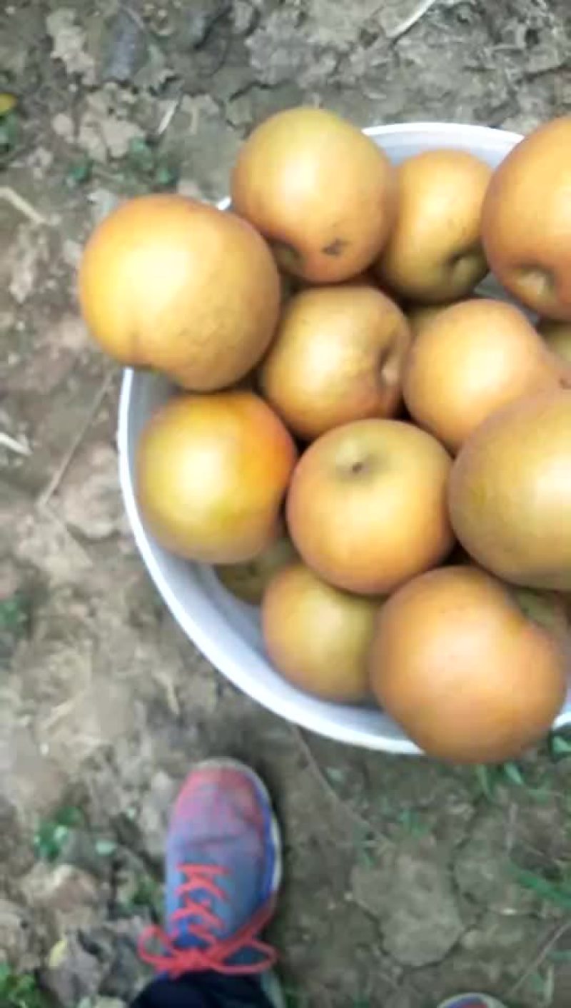 晚秋黄梨，水分高，甘甜，清脆