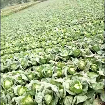 中甘二十一