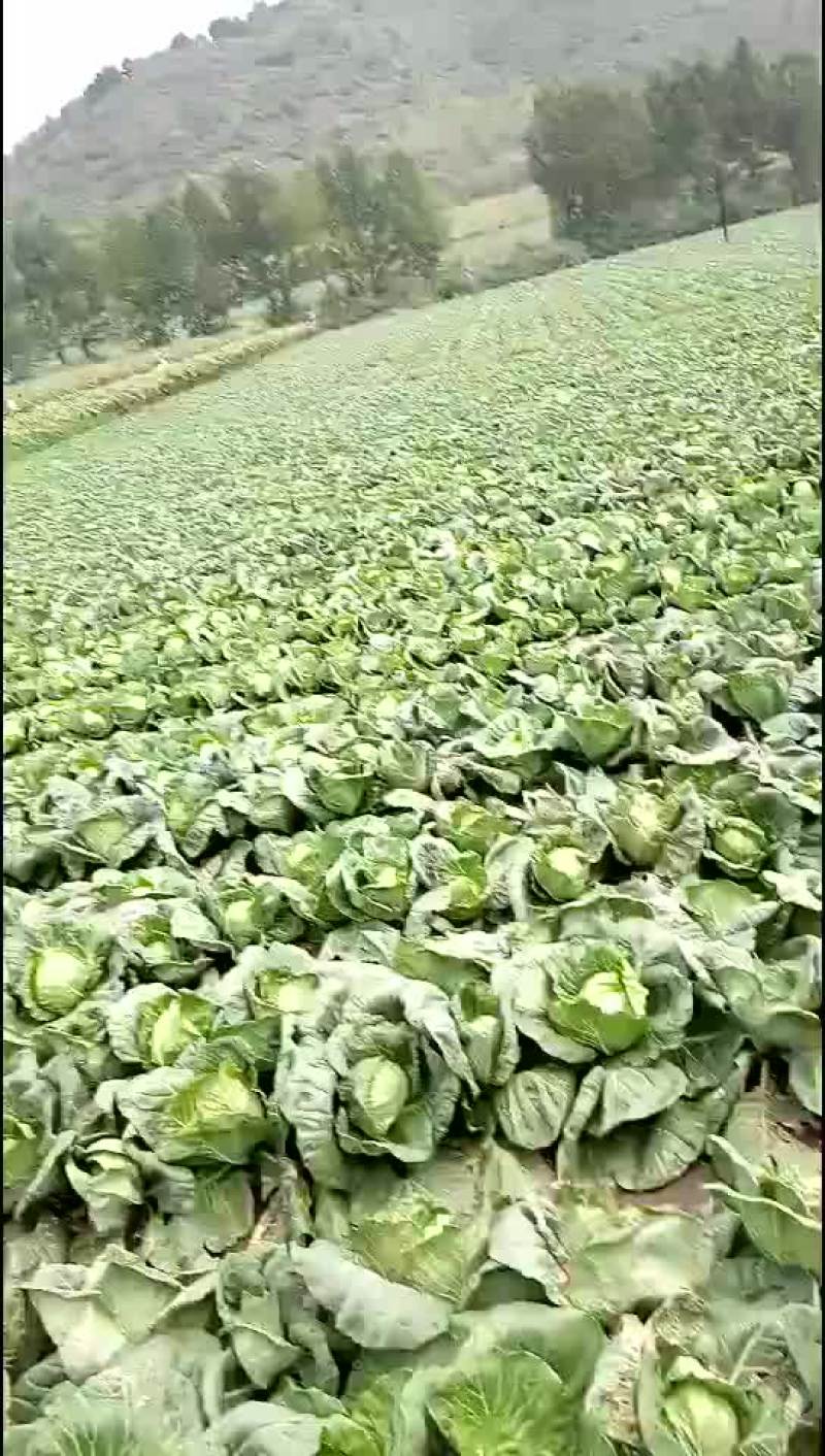 中甘二十一