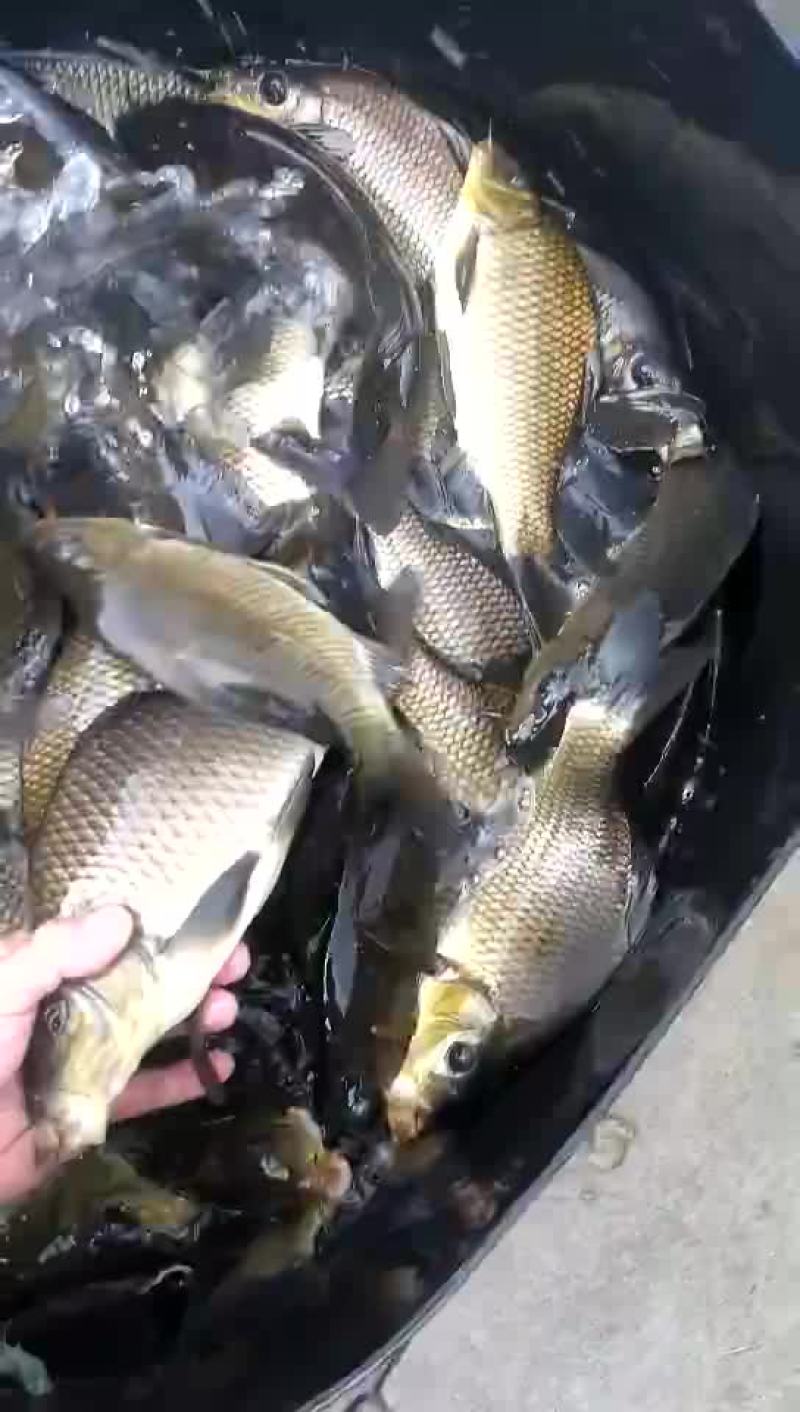 鲤鱼