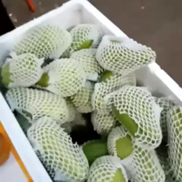 佛手瓜