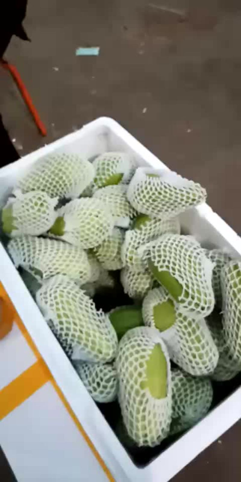 佛手瓜