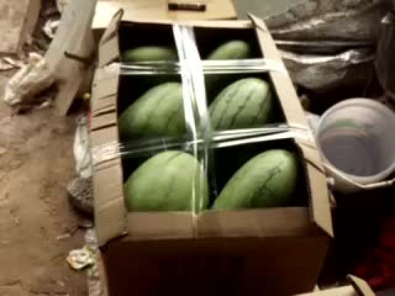 早春红玉