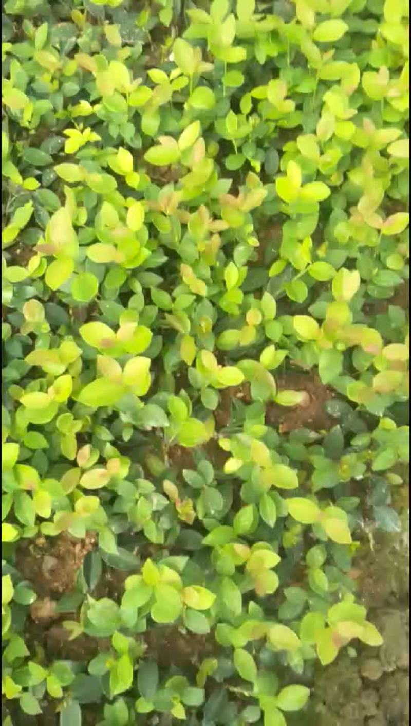 油茶苗