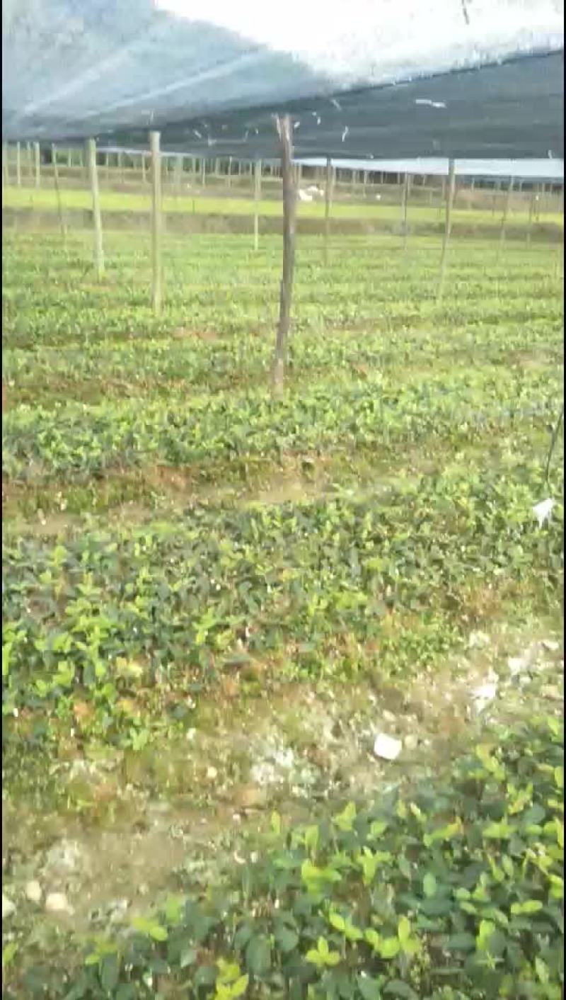 油茶苗
