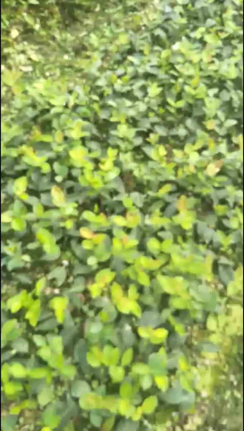 油茶苗