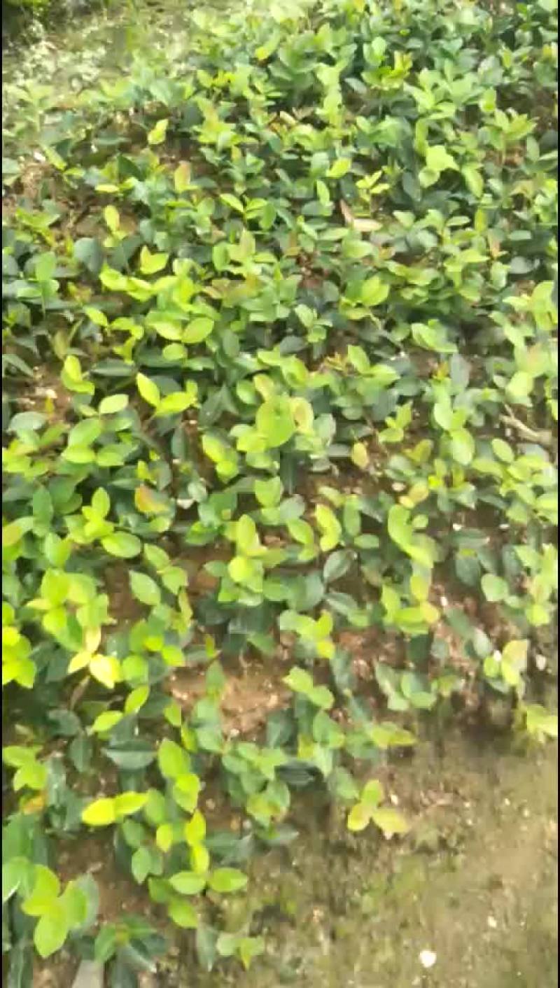 油茶苗