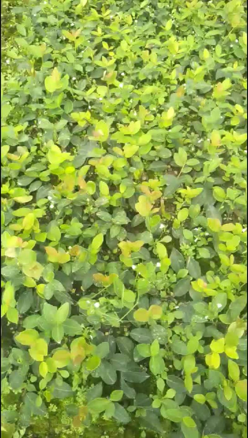 油茶苗